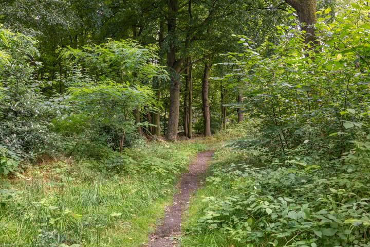 Foto 30 van Ranonkelstraat 24