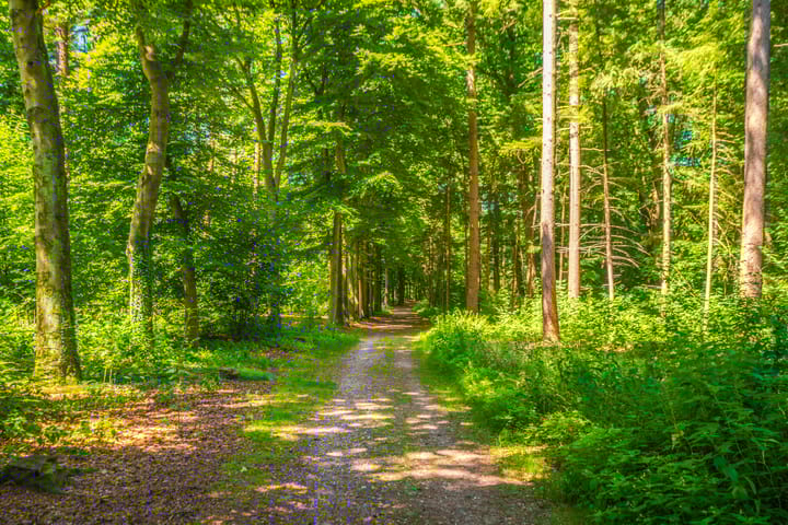 Photo 52 of Graaf van Rechterenweg 35