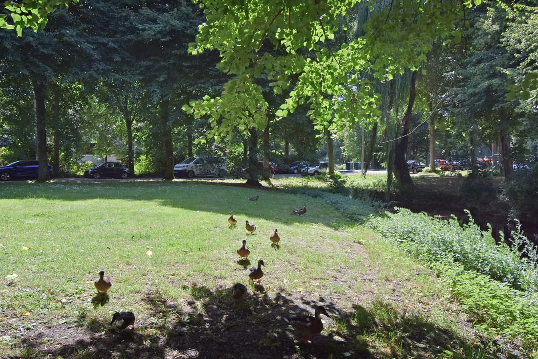 Foto 43 van Forellendaal 686