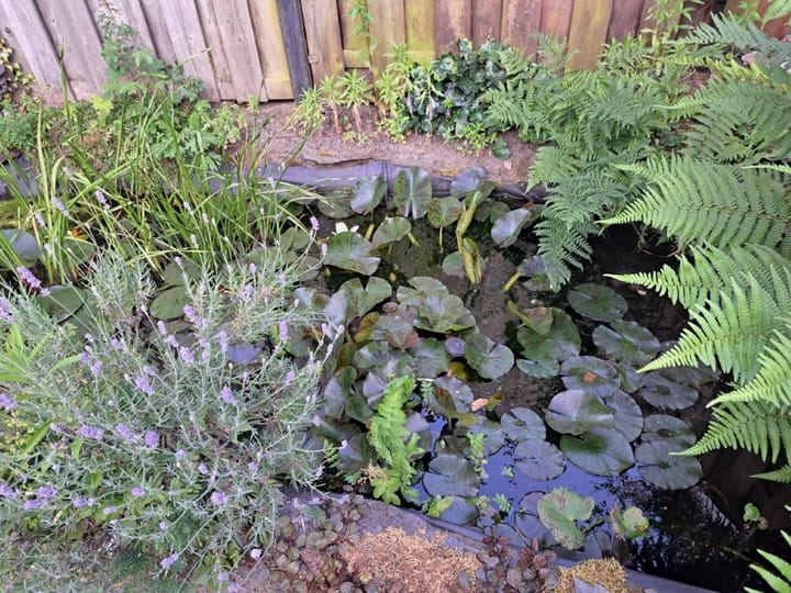 Foto 16 van Meerkoet 21