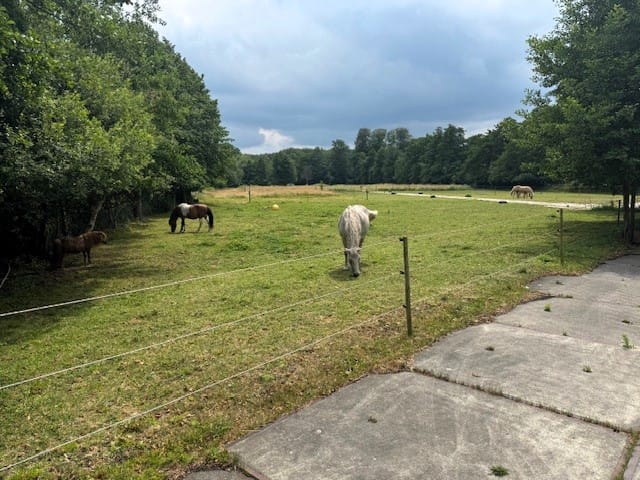 Bekijk foto 3 van Soestdijkerweg