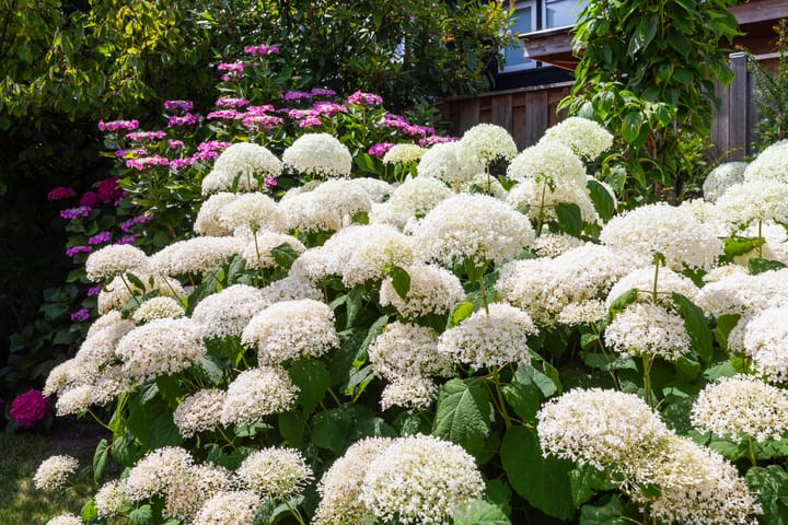 Foto 38 van Hoepmakerspad 6