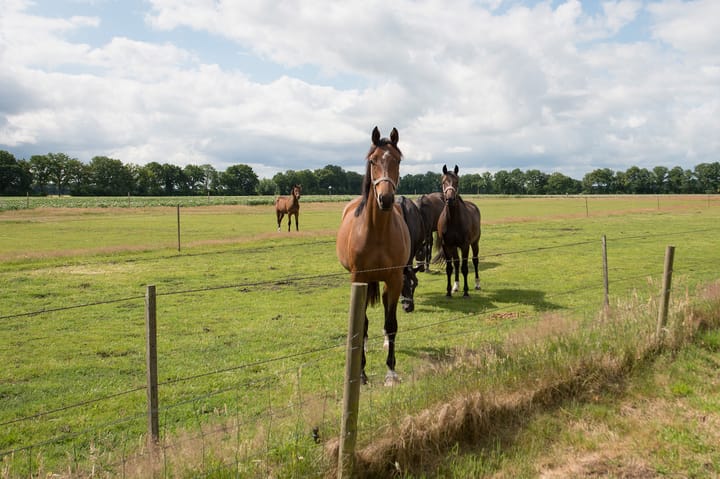 Foto 87 van Wolfgarensweg 2