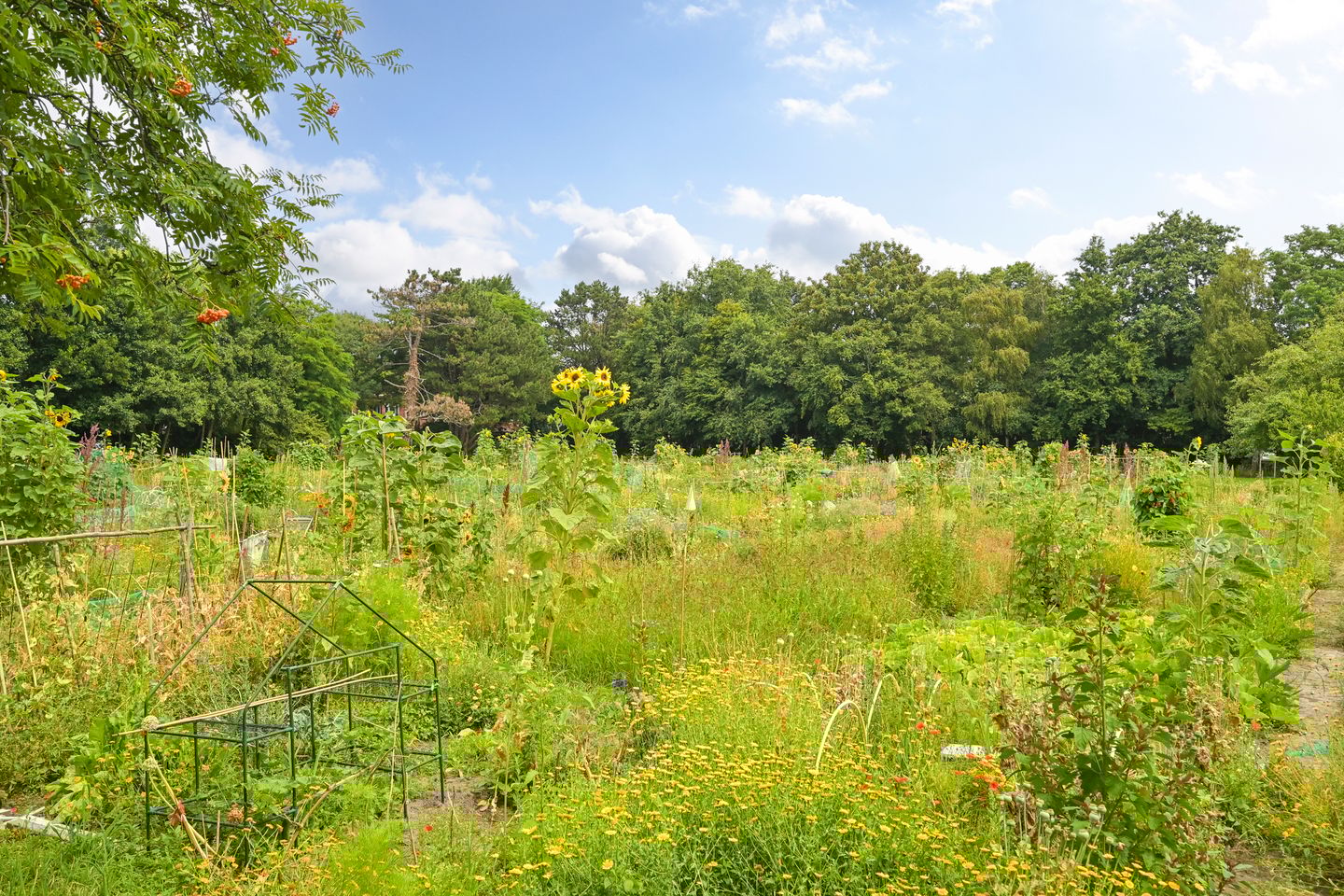 Foto 50 van Pippelingstraat 20