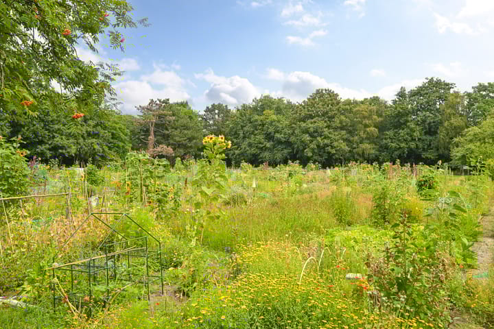 Foto 50 van Pippelingstraat 20