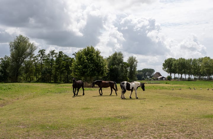 Foto 42 van Malledijk 12