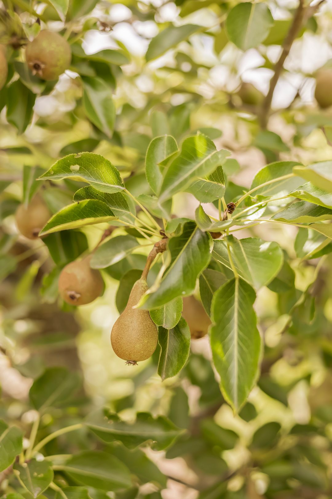 Foto 46 van Dokter Kijlstrawei 11