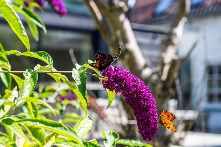 Foto 54 van Eilandseweg 27