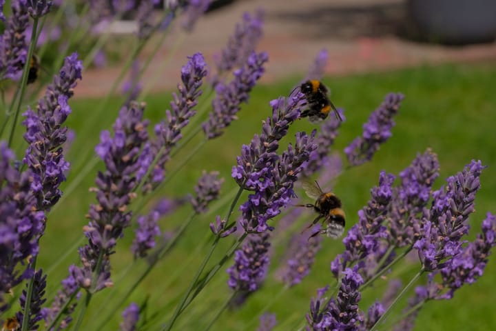 Photo 38 of Schumannstraat 24