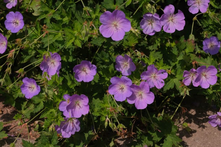 Photo 45 of Schumannstraat 24