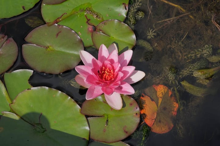 Photo 50 of Schumannstraat 24