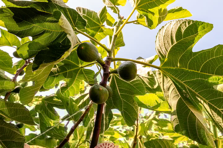 Foto 25 van Madernastraat 5