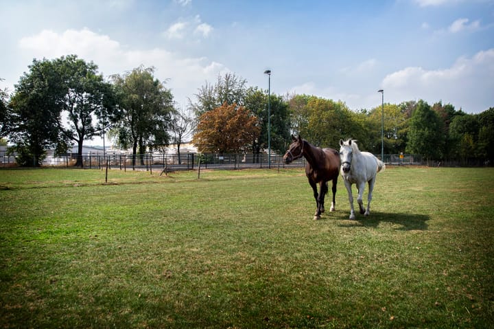 Foto 40 van Reeweg 74