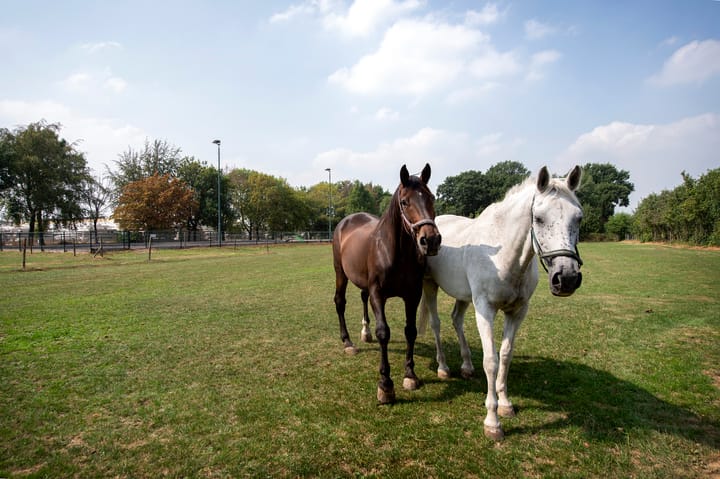 Foto 41 van Reeweg 74