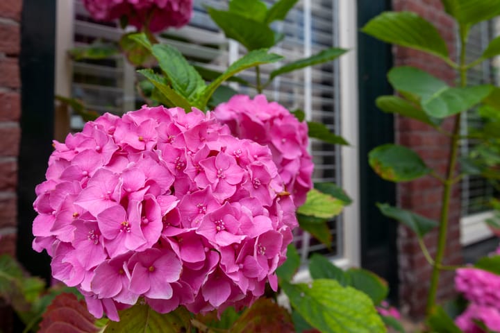 Foto 6 van Boelekade 6