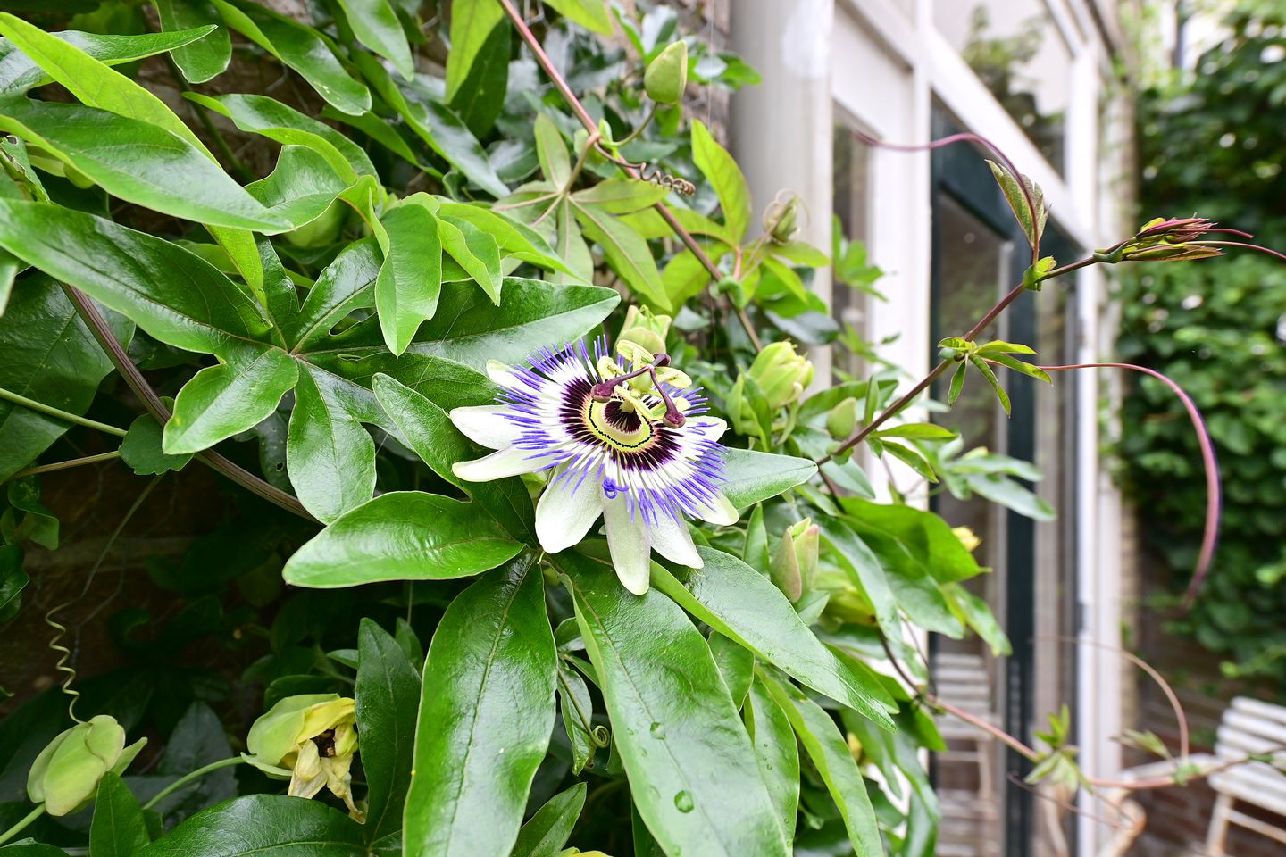 Foto 20 van Bussummerstraat 44-A