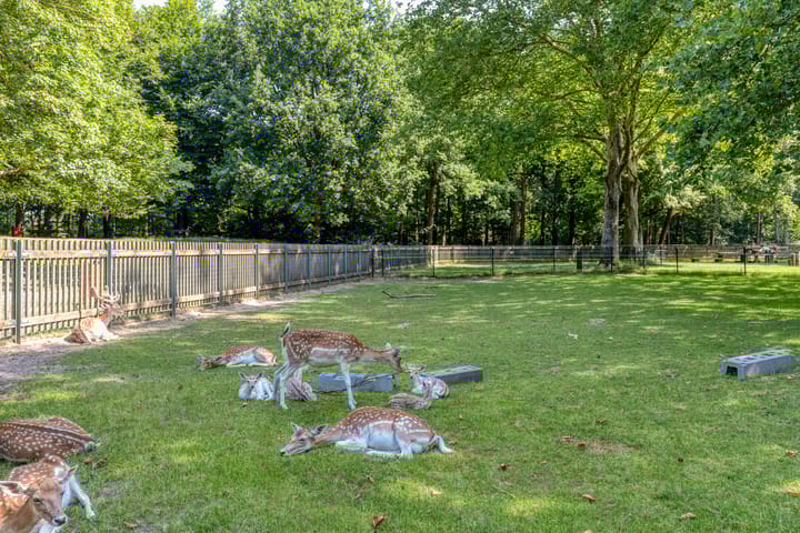 Foto 30 van Zwartbont 16