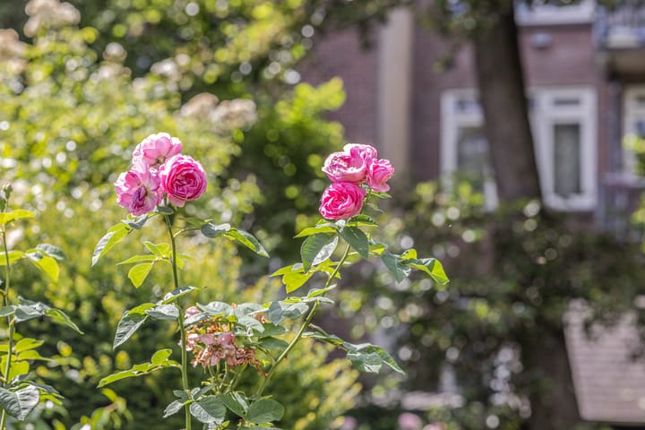 Foto 17 van Hoflaan 33