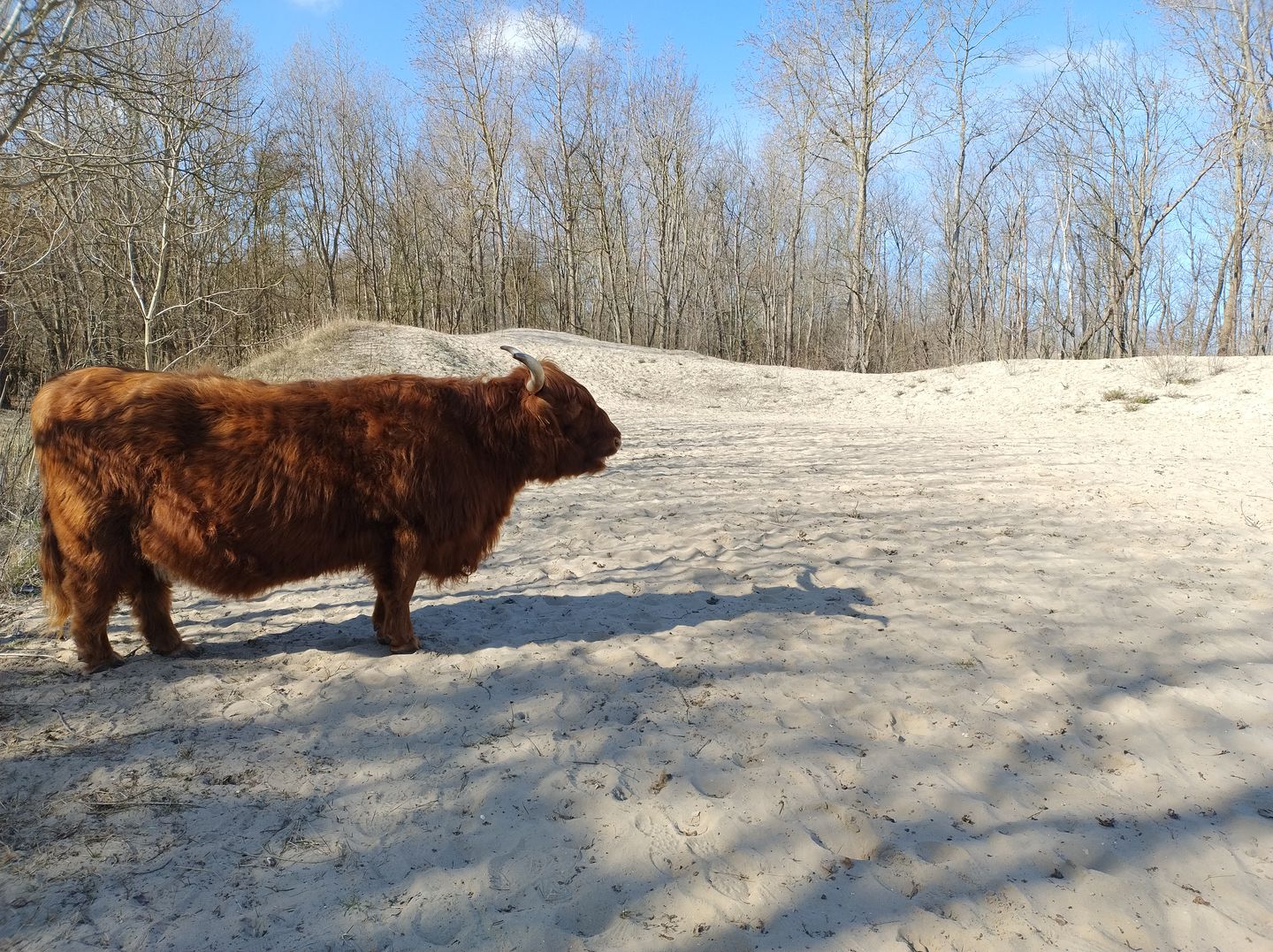 Foto 34 van Zeekant 46-B