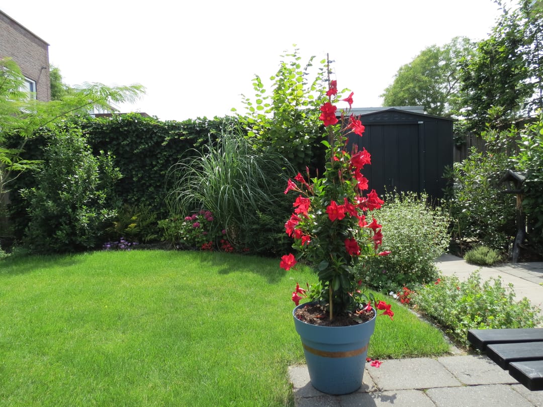 Foto 37 van Regenboog 155