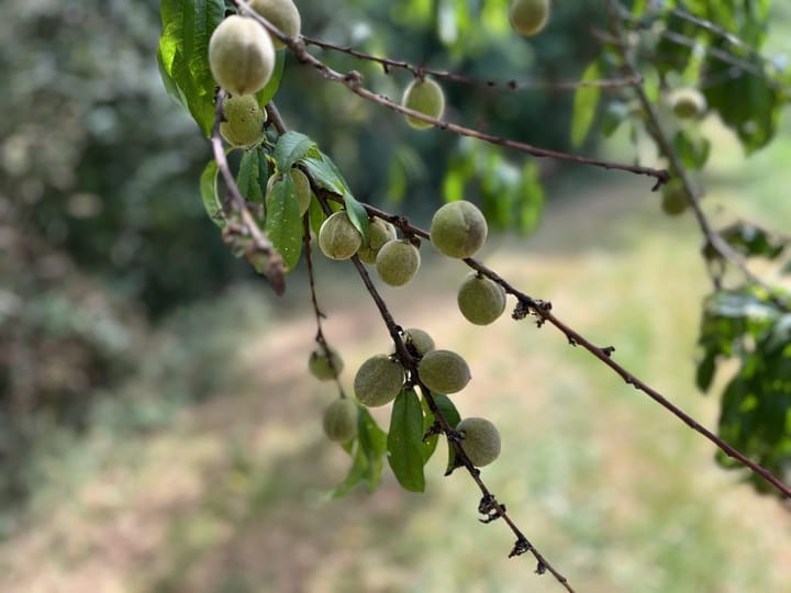 Photo 46 of Lieu dit La Bussiere 1