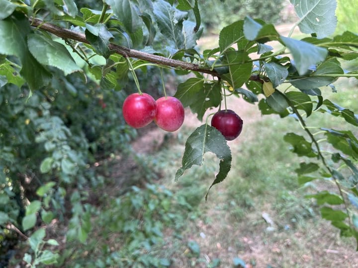 Photo 47 of Lieu dit La Bussiere 1