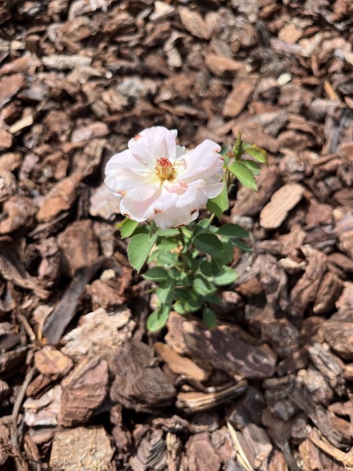 Photo 48 of Lieu dit La Bussiere 1