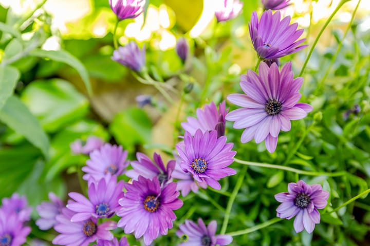 Foto 42 van Walakker 59