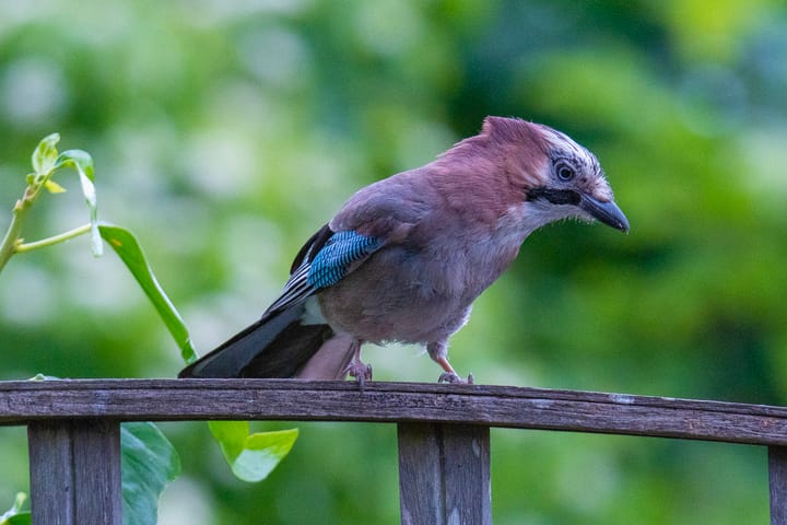 Foto 45 van Walakker 59