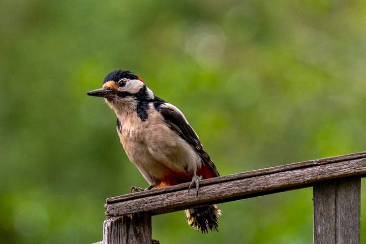 Foto 43 van Walakker 59