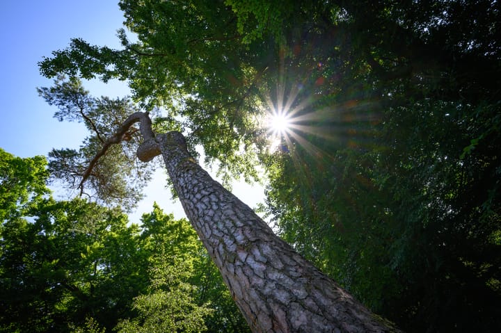 Foto 47 van Cornelis Dopperlaan 10