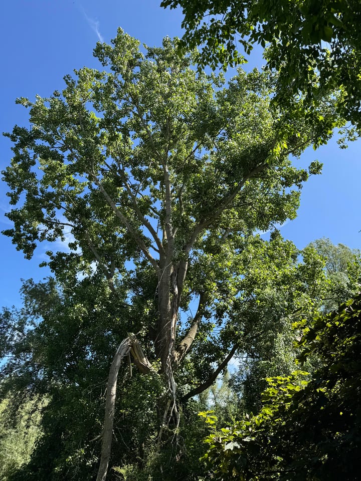 Foto 11 van Eilandspolder 403 + 404 + 405