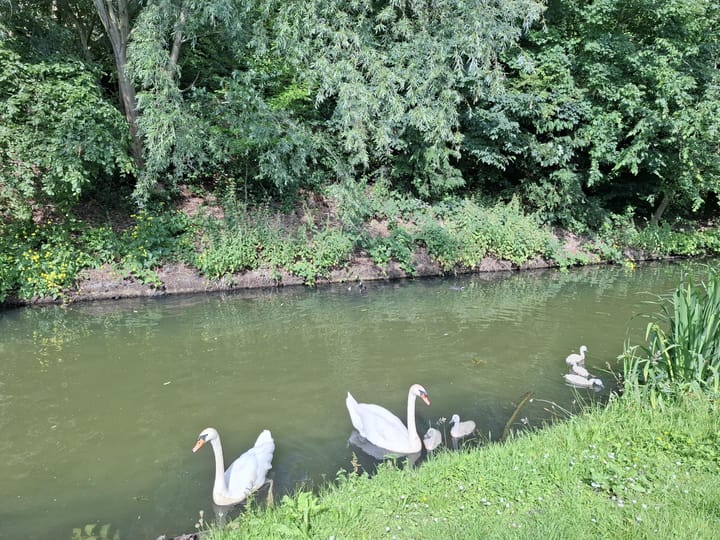 Foto 16 van Sterkenburgsingel 14