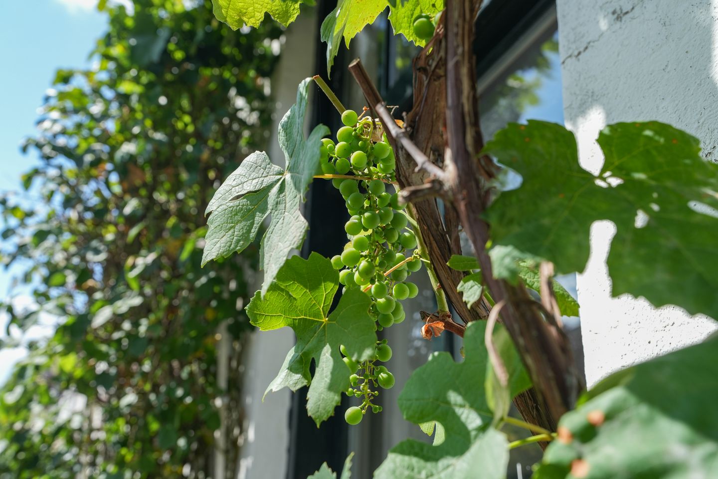 Foto 35 van Paulus Potterstraat 29