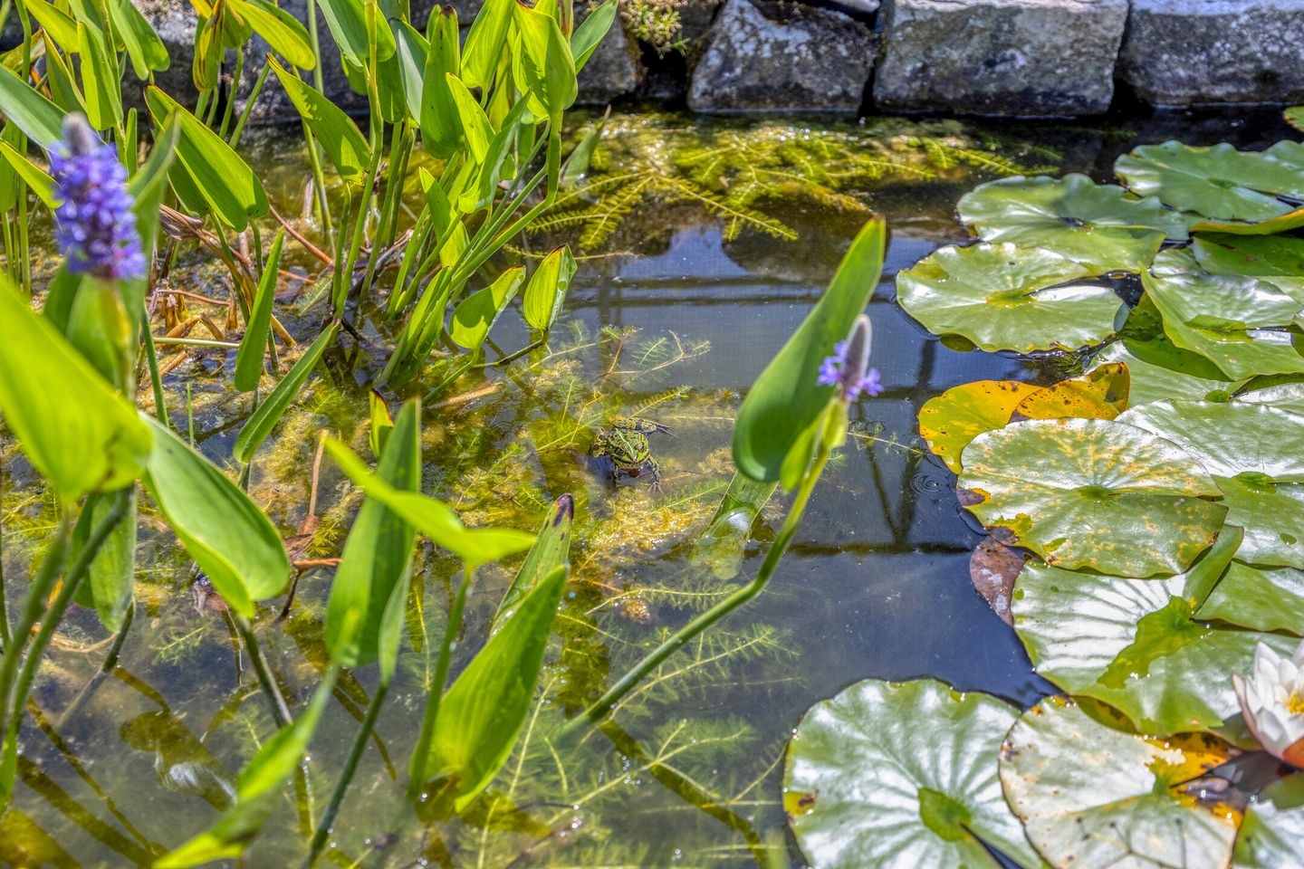 Foto 34 van de Krijntjes 35