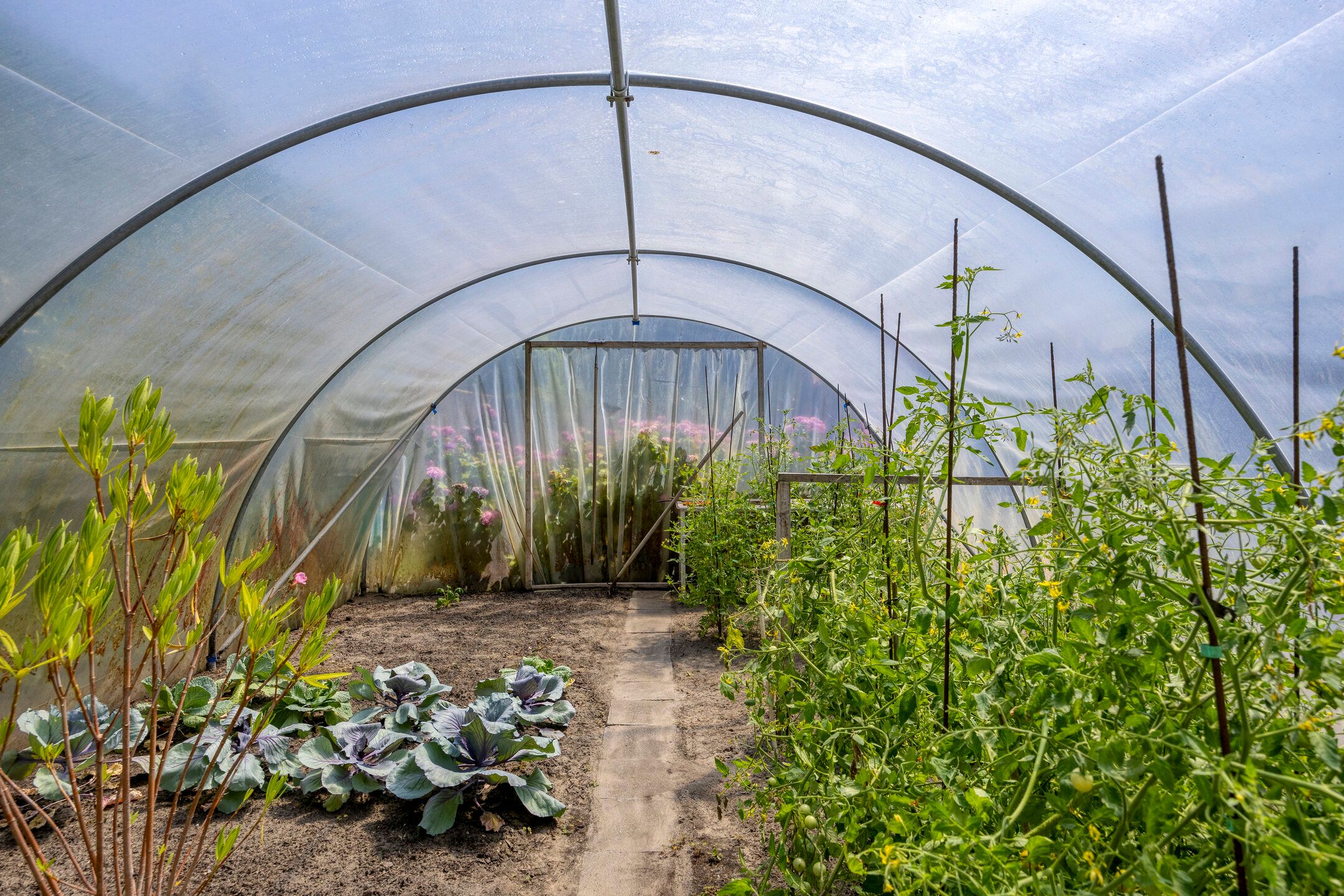 Foto 36 van de Krijntjes 35