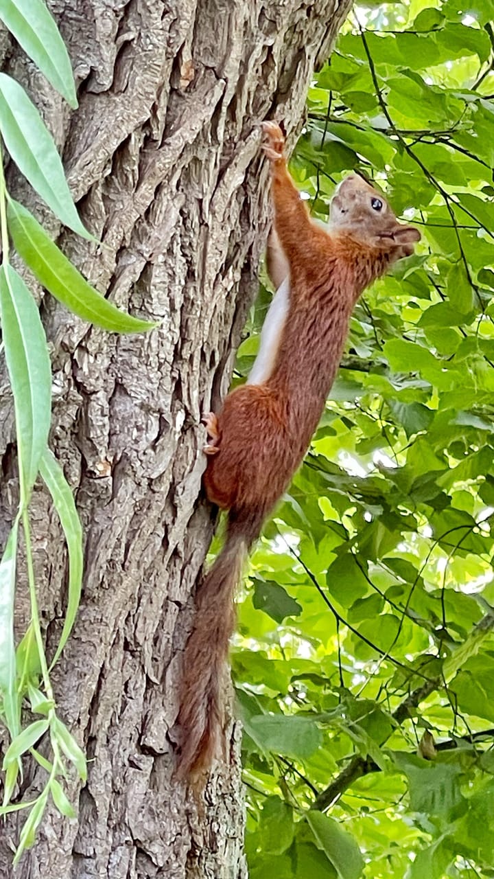 Foto 63 van Lindenlaan 3