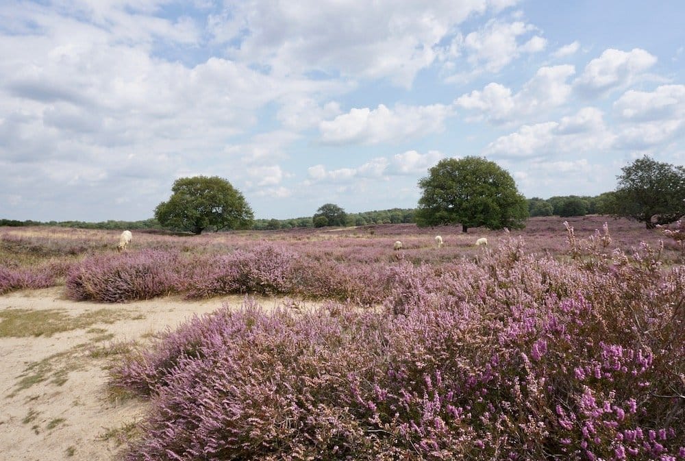 Foto 18 van Prins Hendriklaan 7