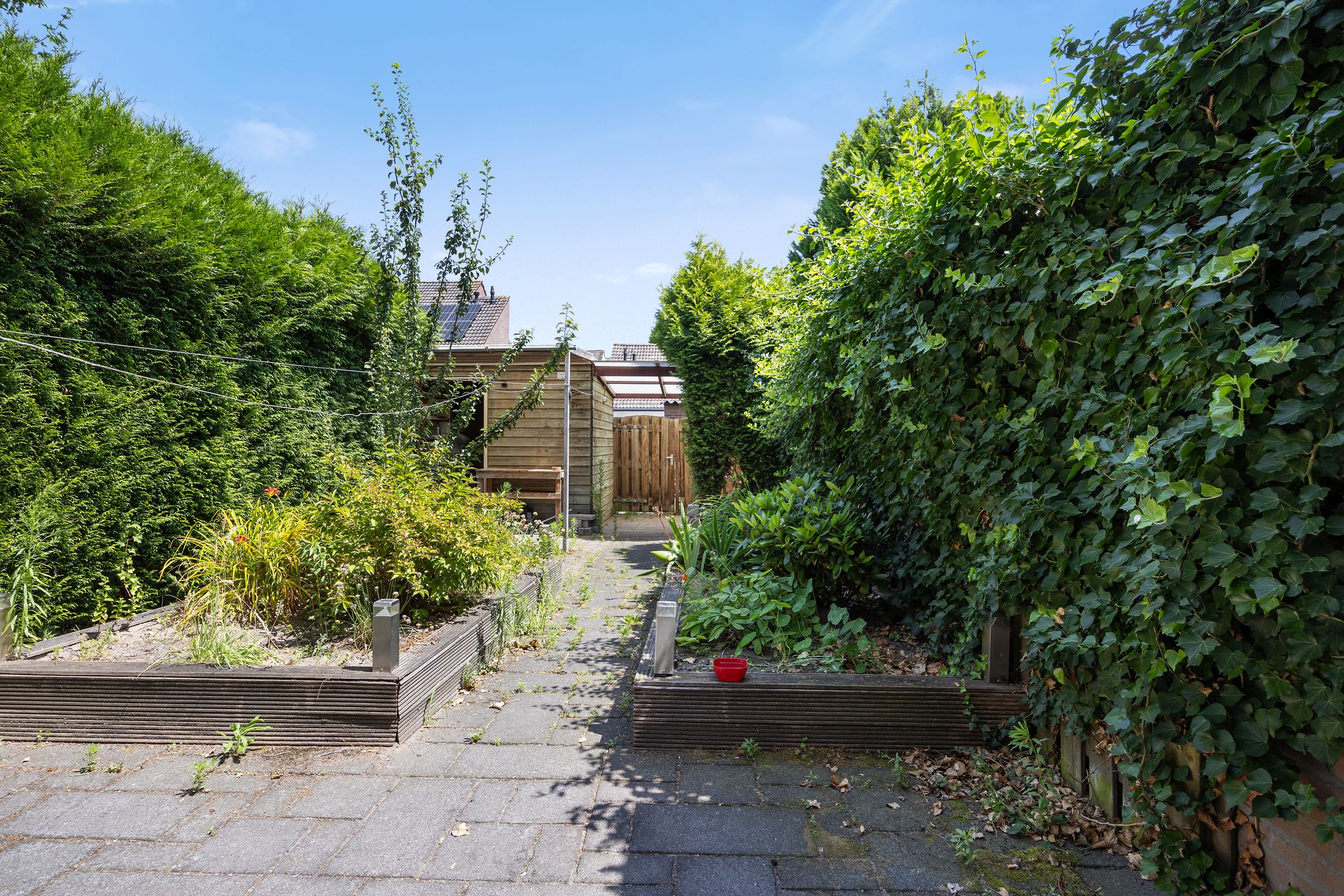 Foto 24 van de Esdoorn 34