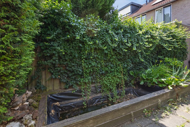 Foto 27 van de Esdoorn 34