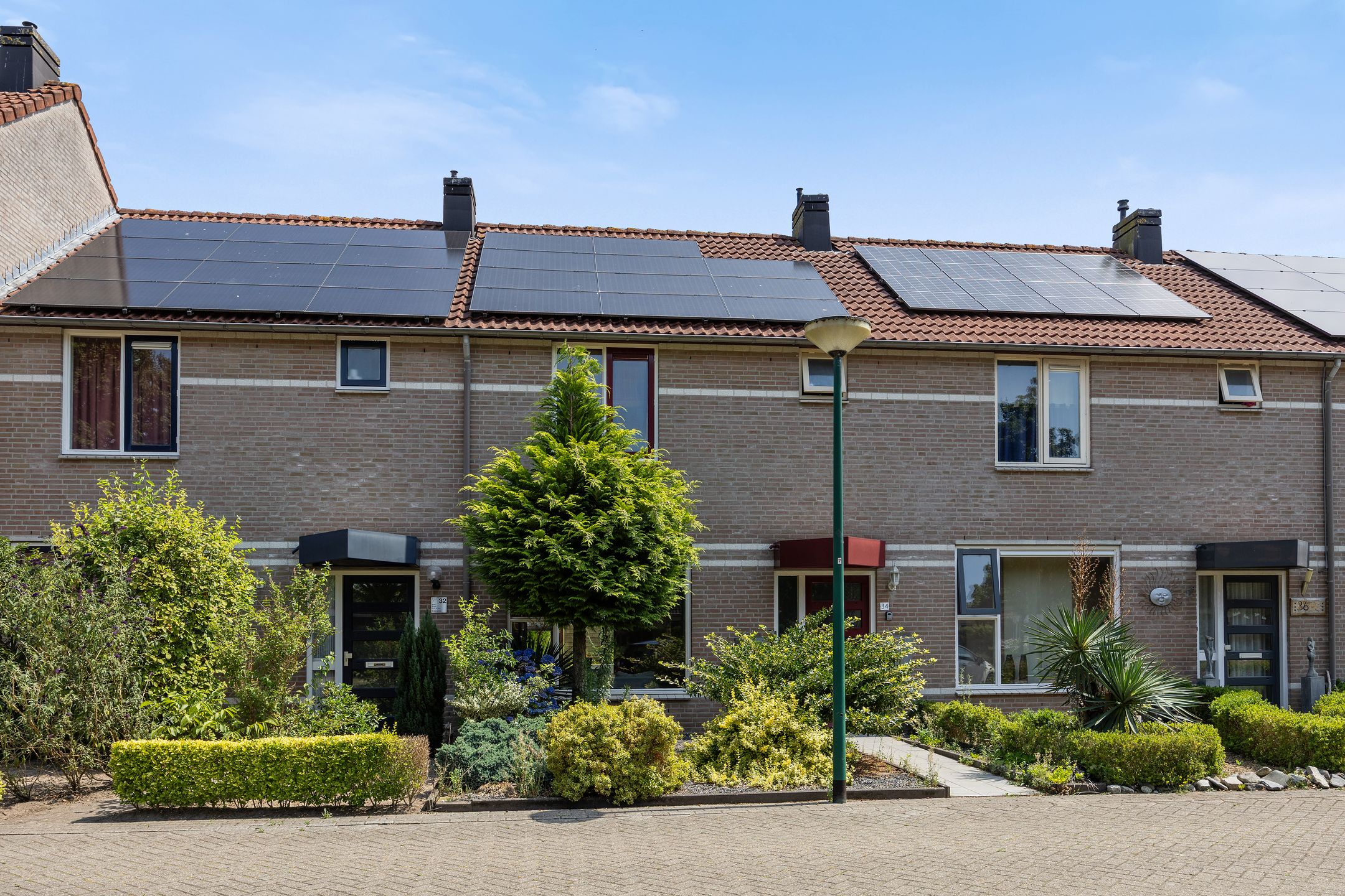 Foto 30 van de Esdoorn 34