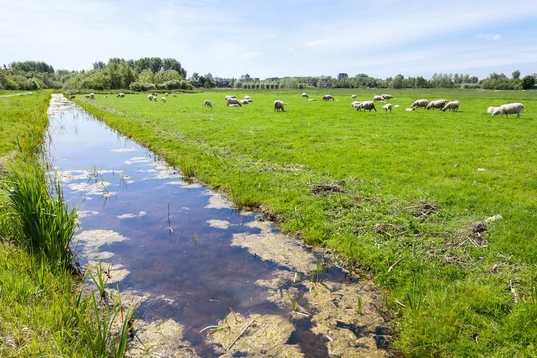 Photo 16 of Lemsterlandhoeve 31