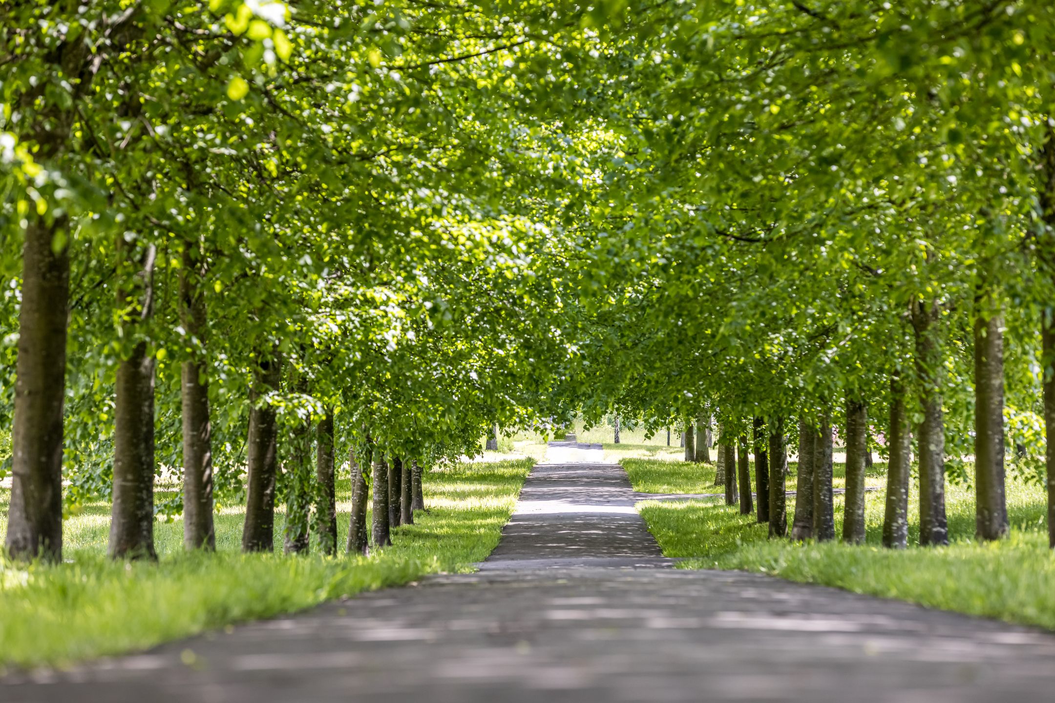 Photo 15 of Boterbloem (Bouwnr. 92)