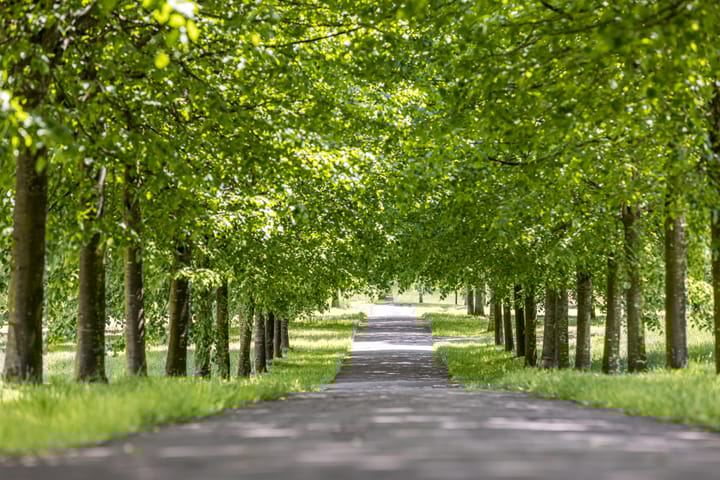 Foto 4 van Koekoeksbloem (Bouwnr. 78)