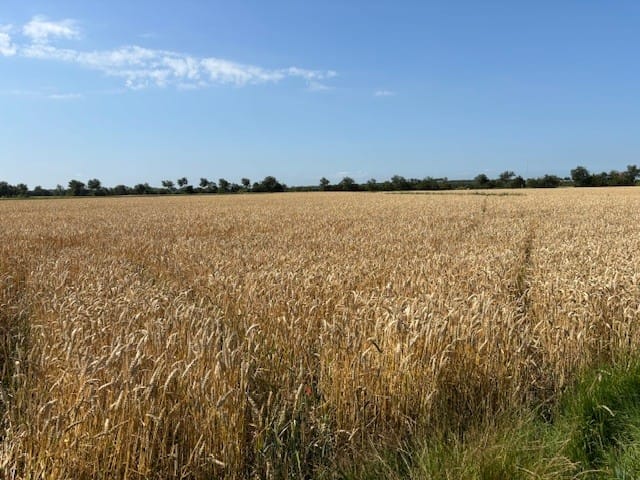 Bekijk foto 4 van Schoutsweg/Poppekerkseweg