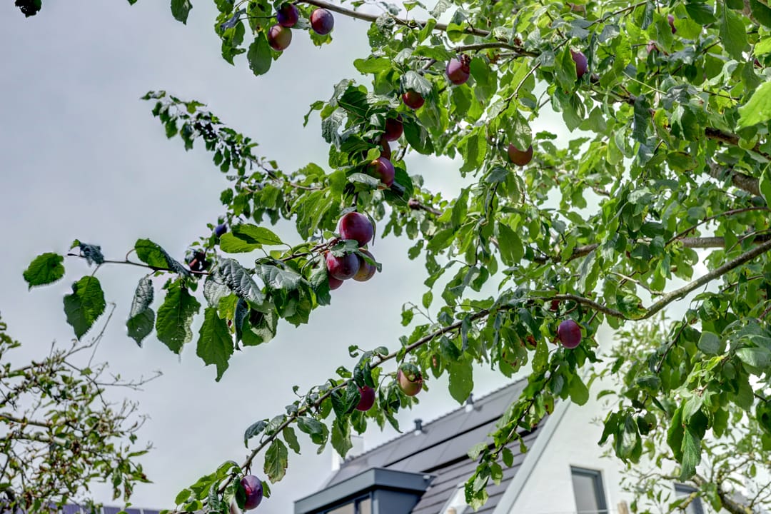 Photo 53 of Haagwinde 22