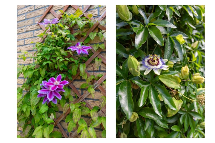 Foto 39 van Hornlaan 19