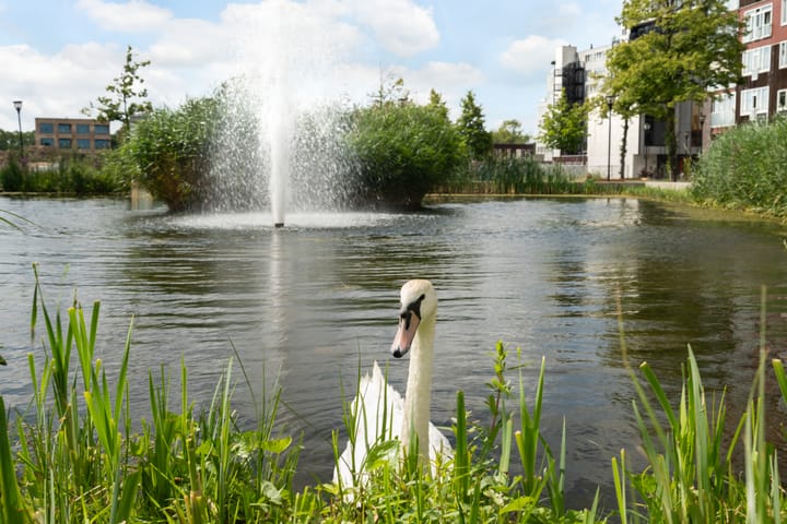 Foto 35 van Jacob van Heemskerckstraat 36