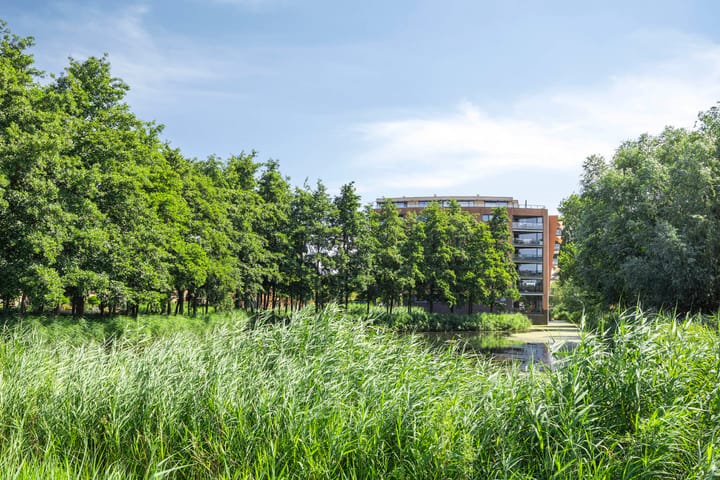 Foto 3 van Akkerviool 79