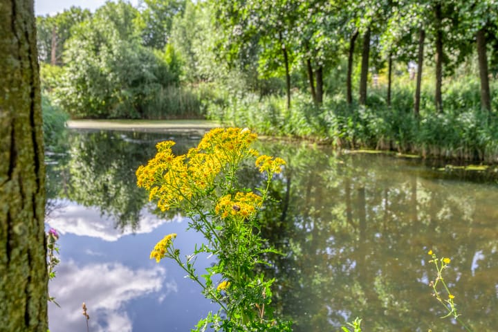 Photo 28 of Akkerviool 79